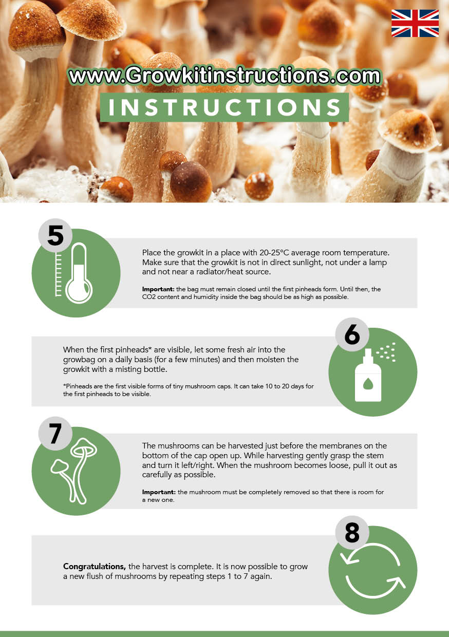 Golden Teacher grow kit instructions Grow kit Instructions