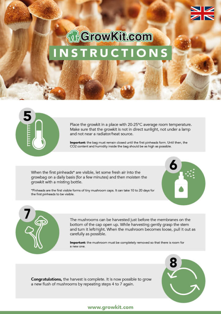 Magic mushroom paddo grow kit instructions back